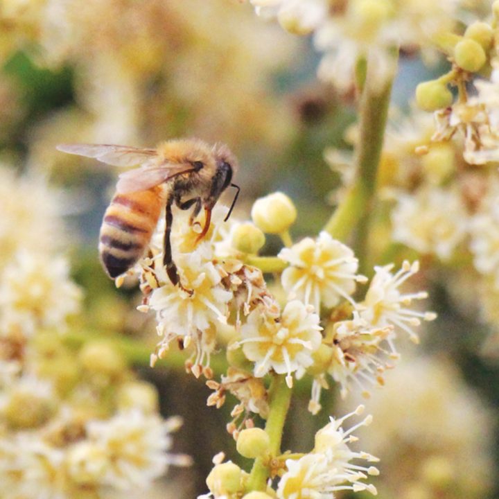 ForME HONEY 春蜜-2